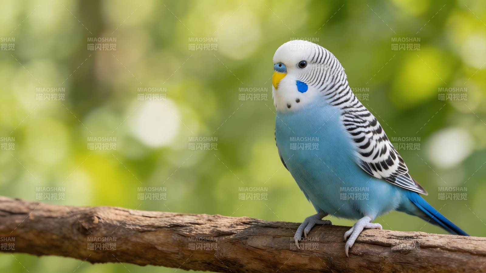 蓝鹦鹉栖息枝头图片