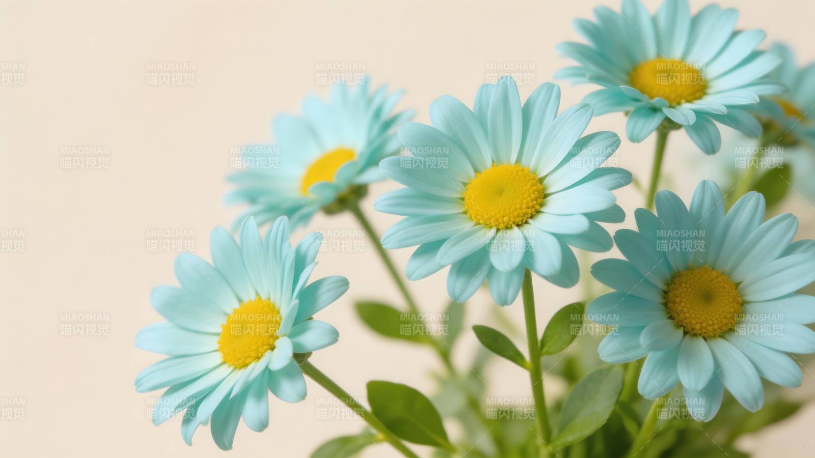 淡蓝雏菊绽放图片