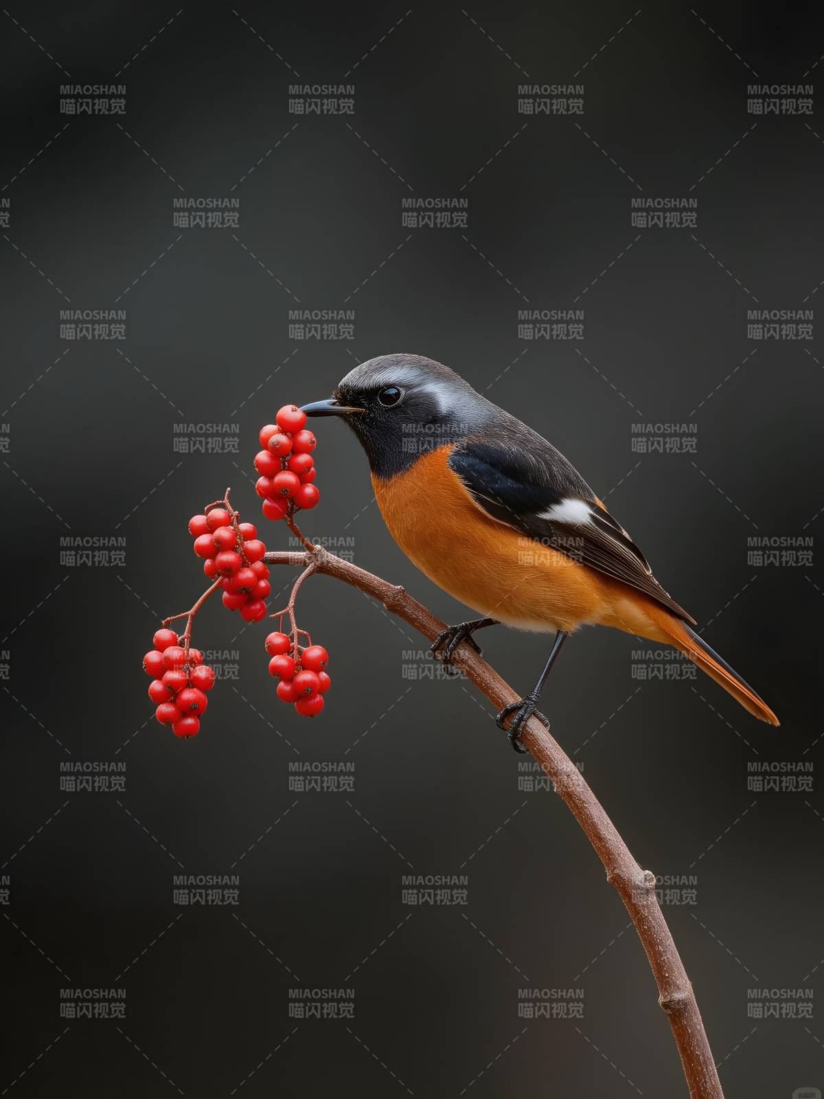 红腹灰雀啄果图片