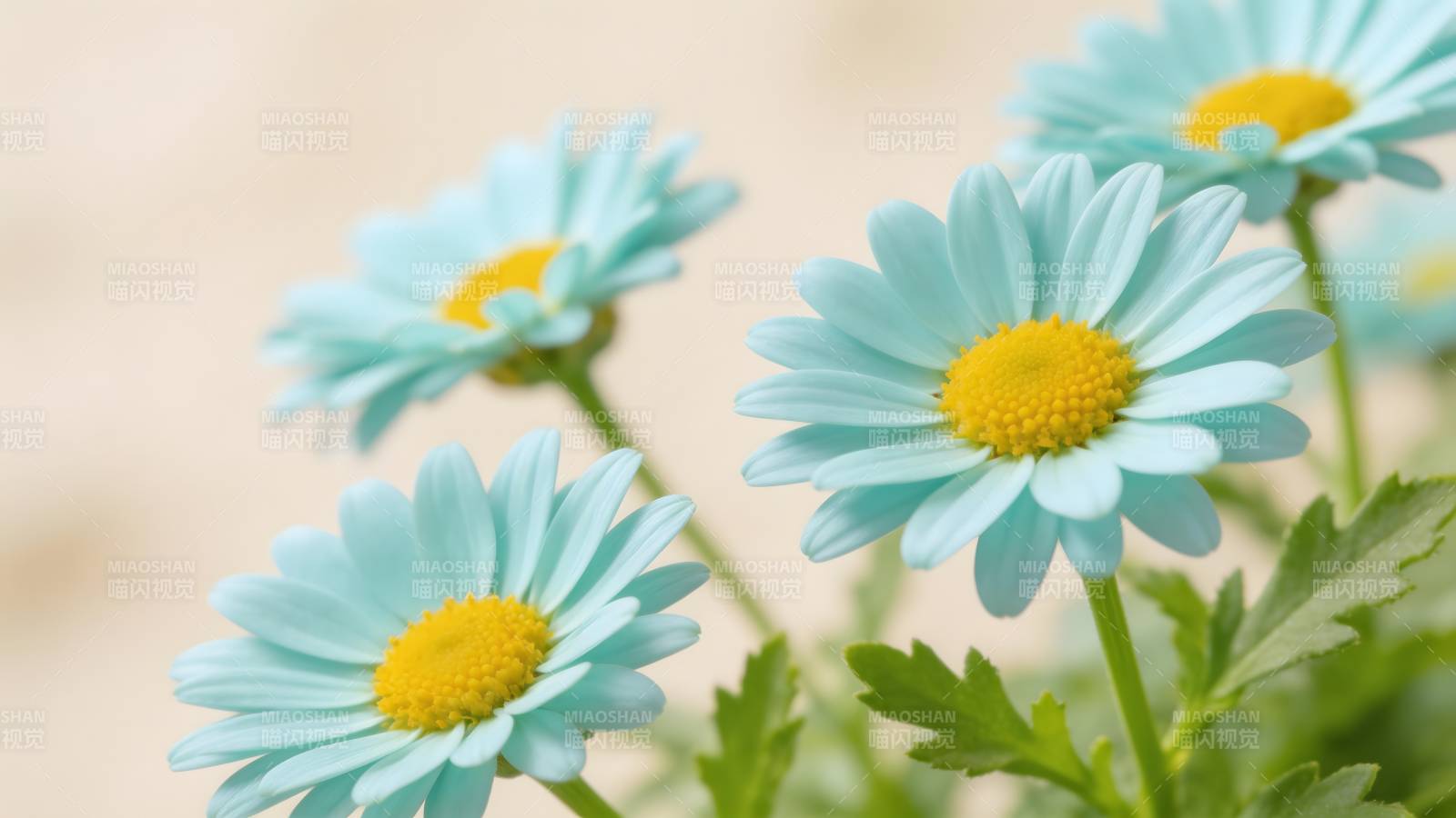 淡蓝雏菊绽放图片