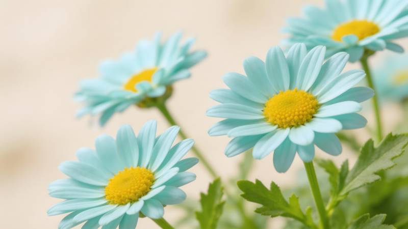 淡蓝雏菊绽放图片