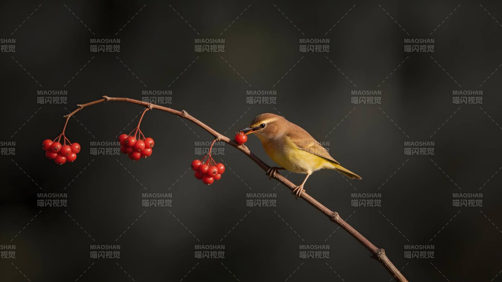 小鸟啄红果图片