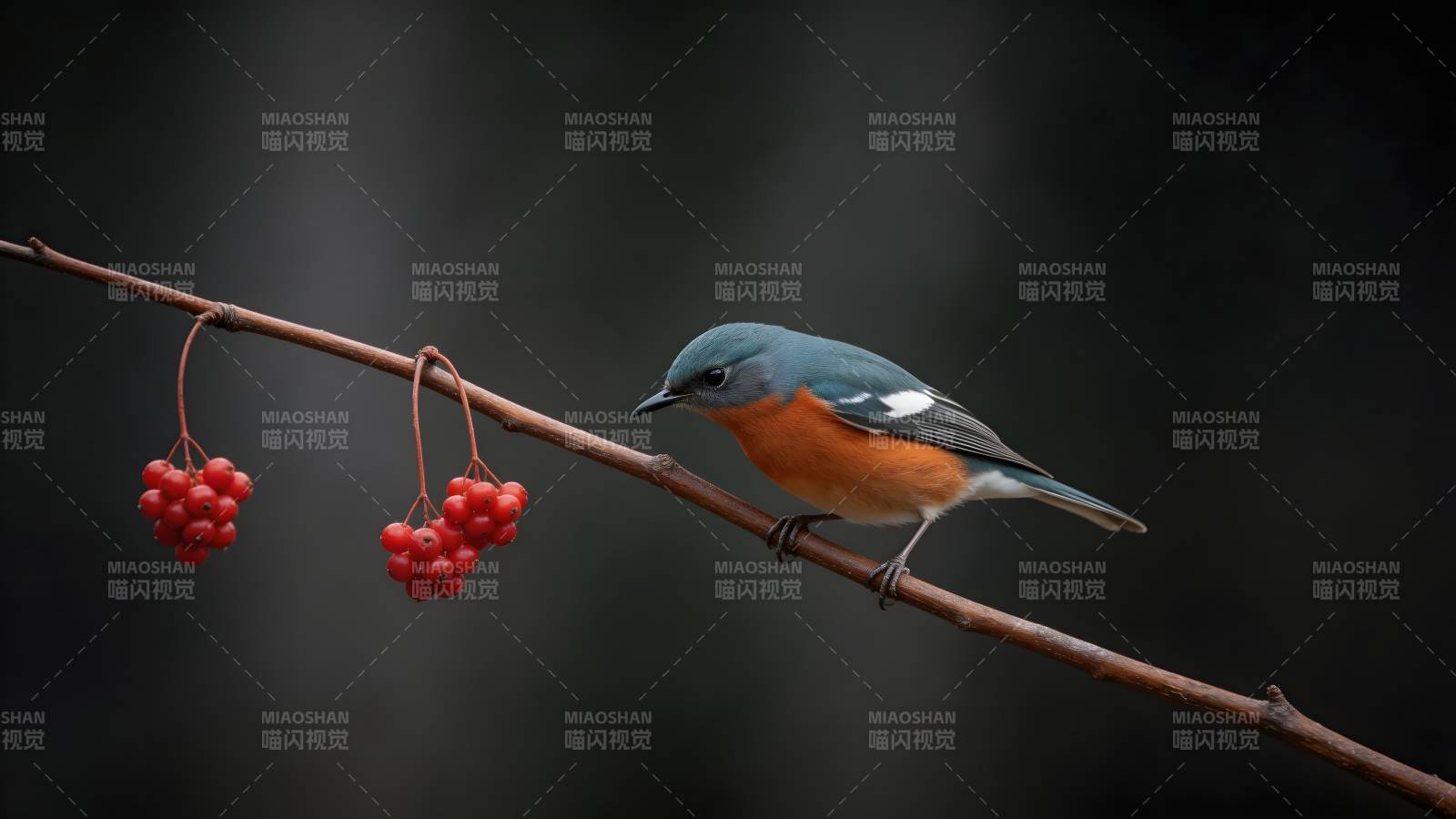 蓝背红腹鸟栖枝图片