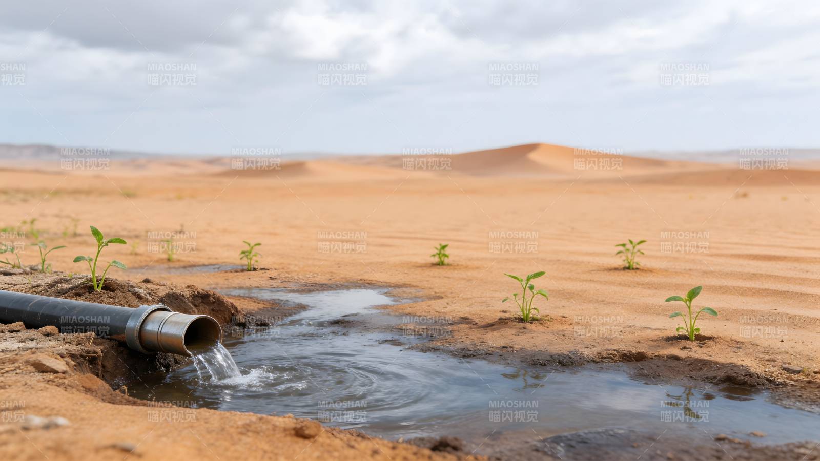 沙漠滴灌生机图片