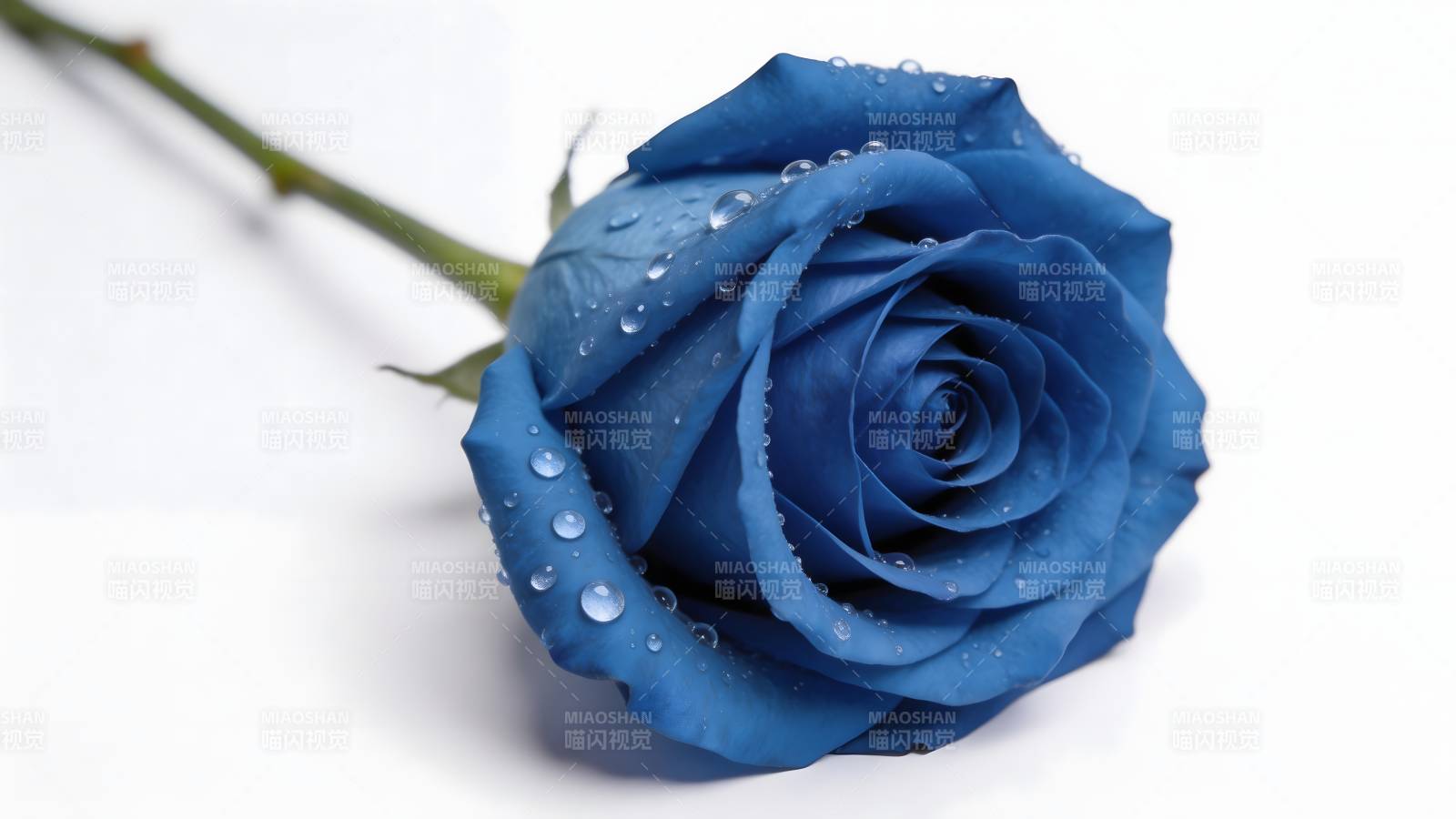 蓝色玫瑰露珠绽放图片