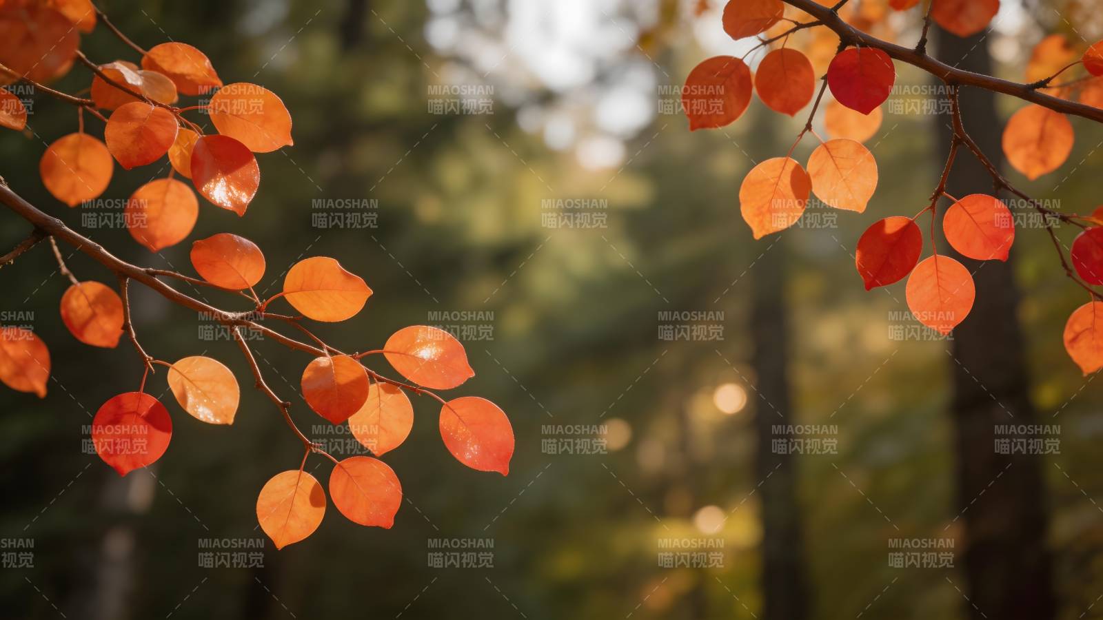 秋叶映林光图片