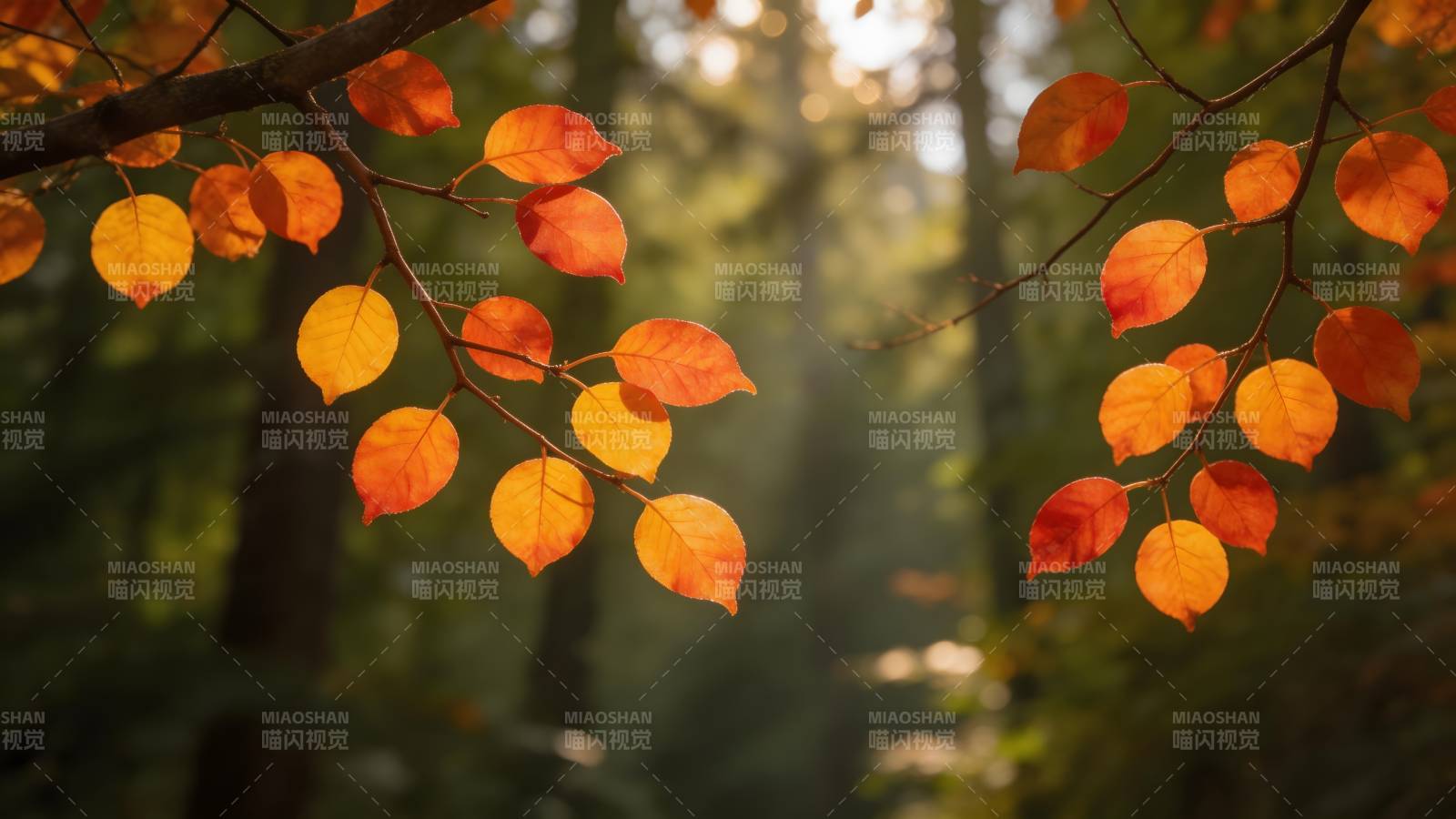 秋叶映林光图片