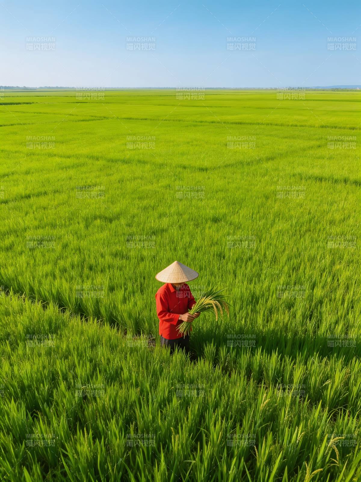 稻田中的农人图片