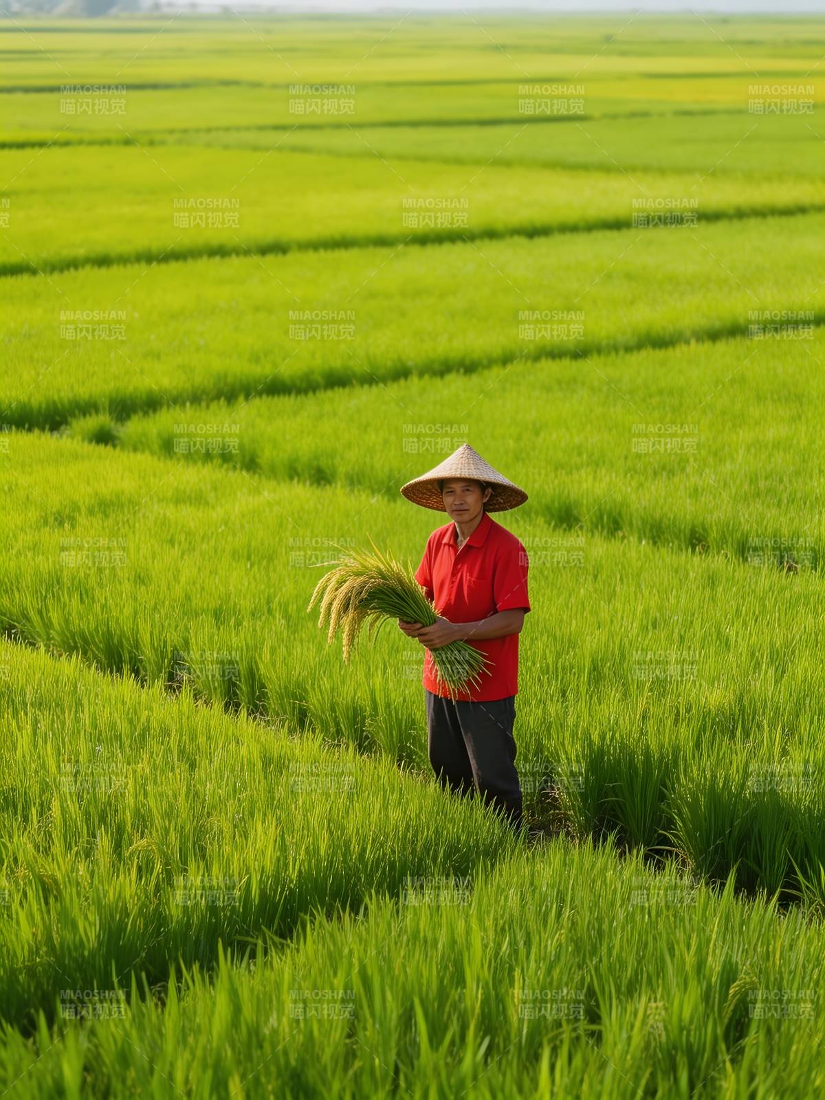 稻田中的农人图片