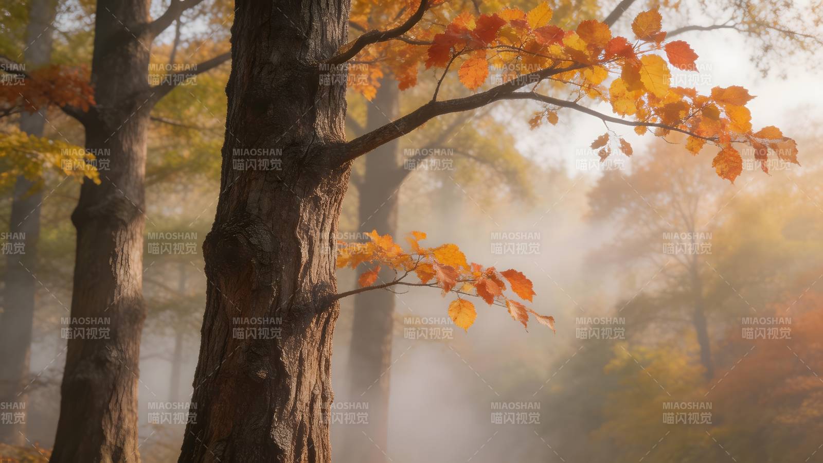 秋雾林间图片