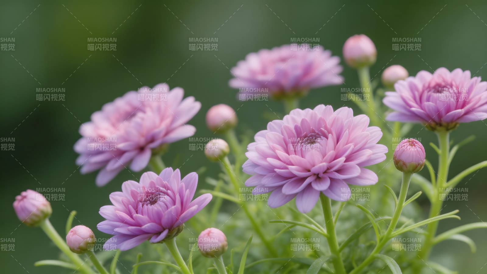 淡紫菊花绽放图片