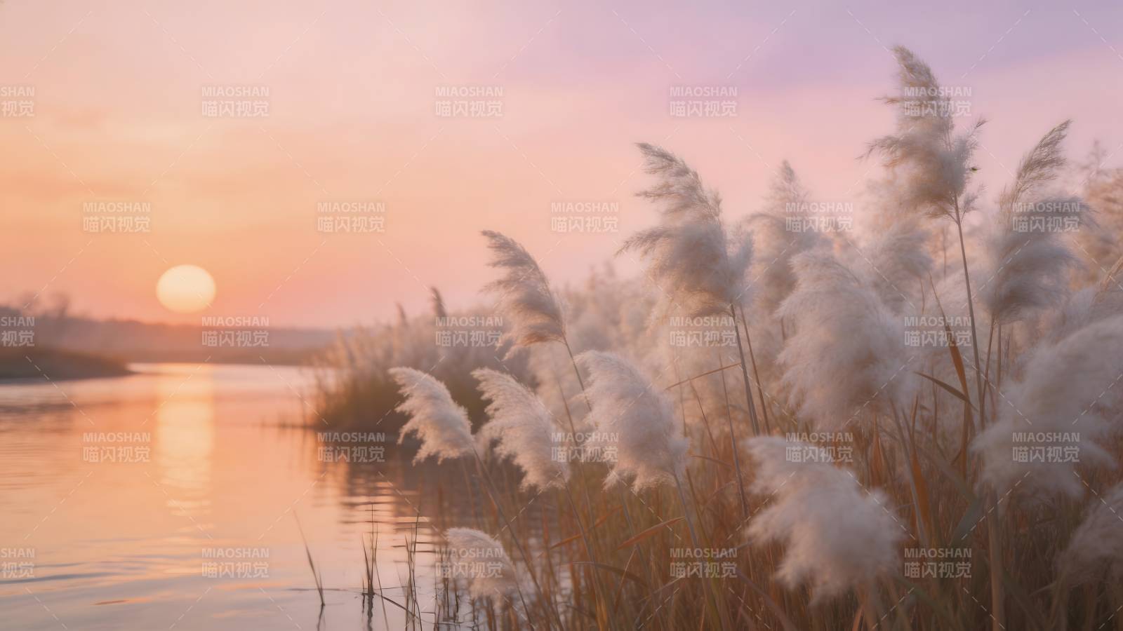 芦苇夕阳映湖光图片