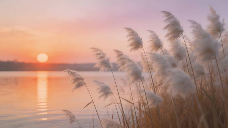 湖畔芦苇夕阳美图片