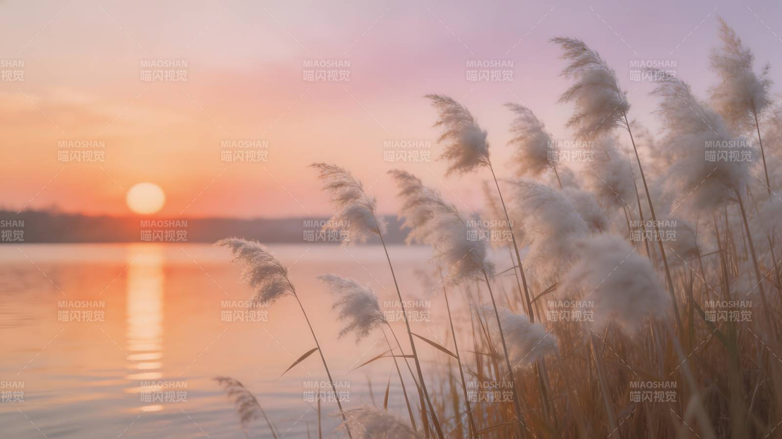湖畔芦苇夕阳美图片