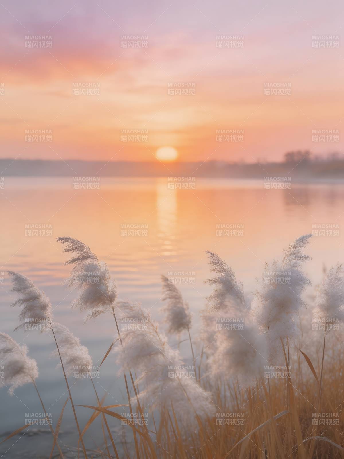 湖畔日落芦苇飘图片