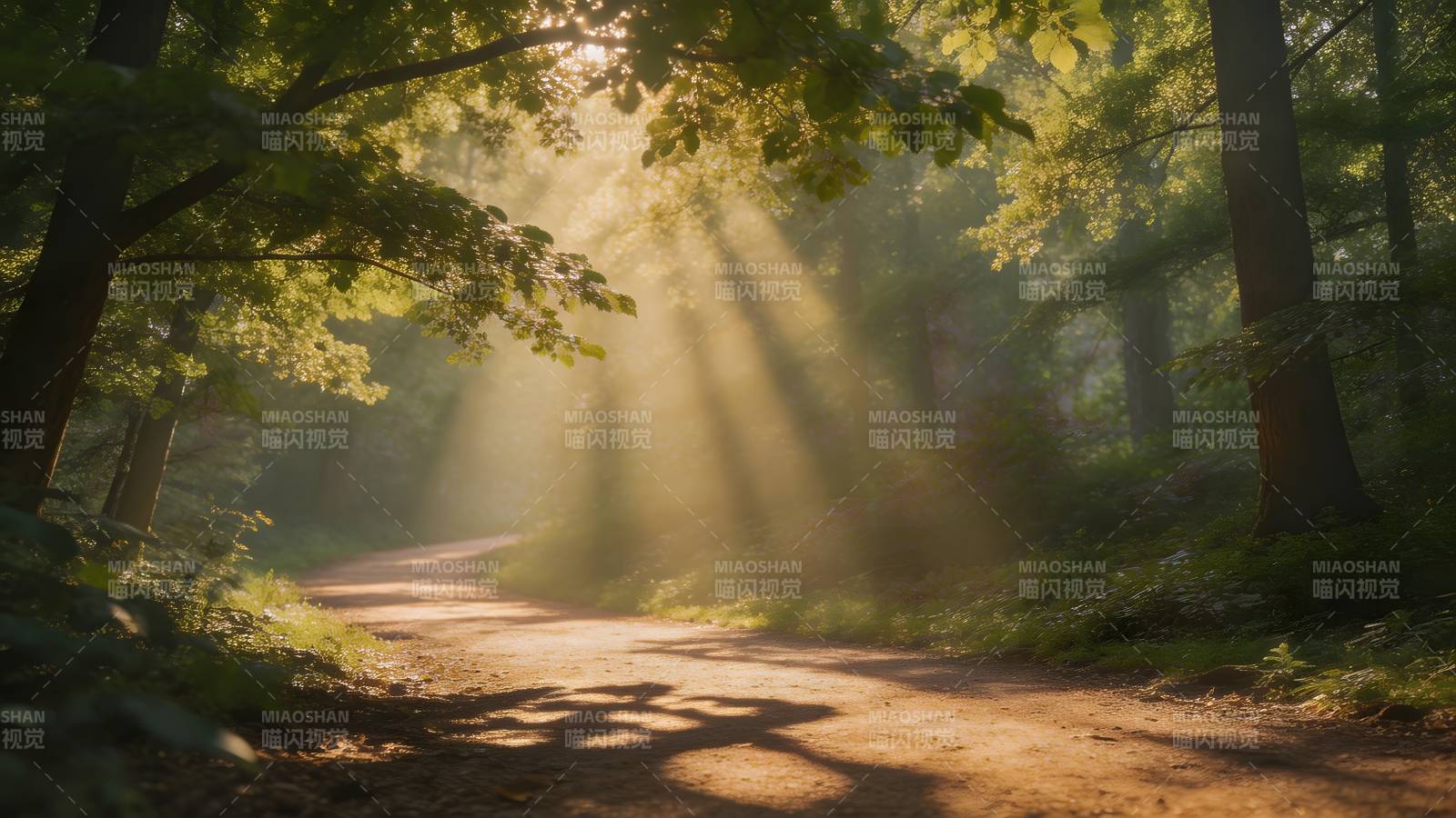 林间光影小径图片