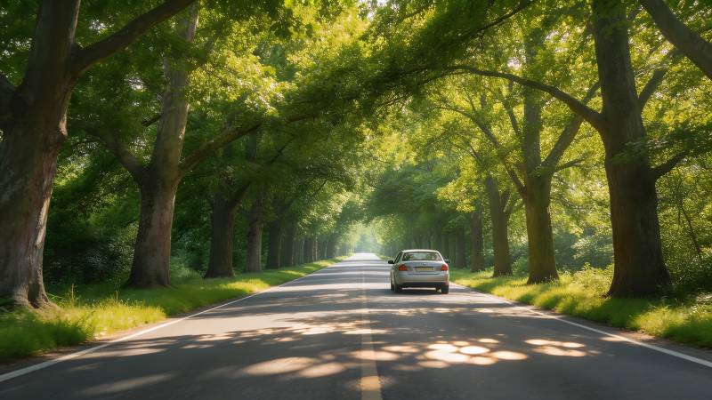 林荫道上行车影图片