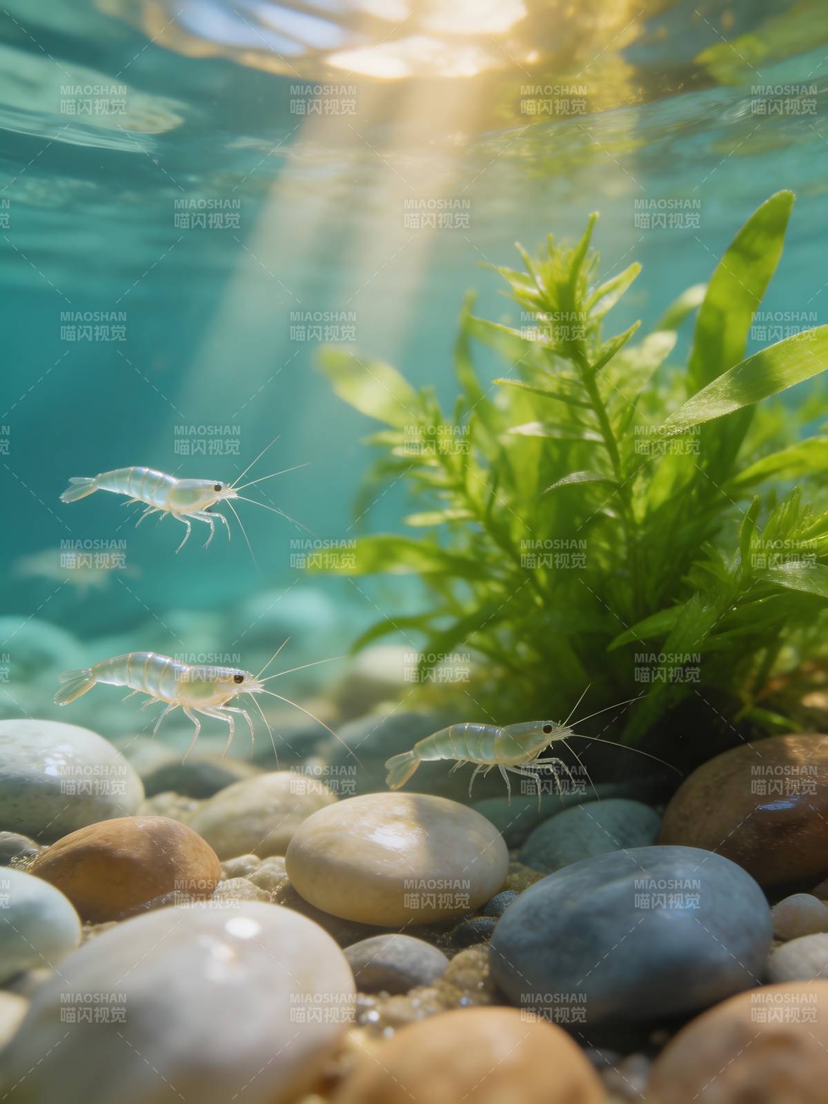 水下虾群游动图片
