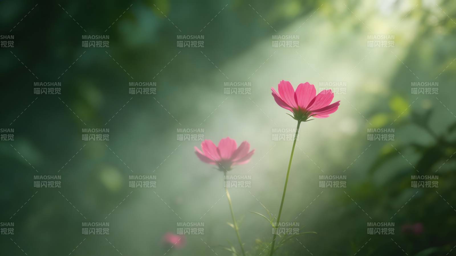 晨光中的粉花图片