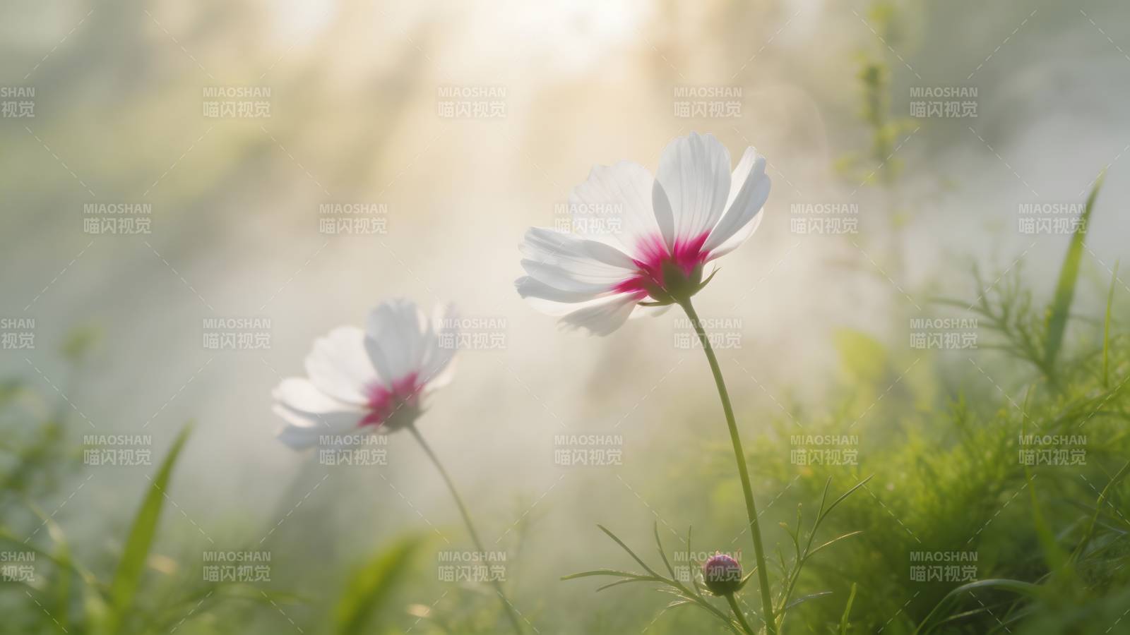 晨光中的波斯菊图片