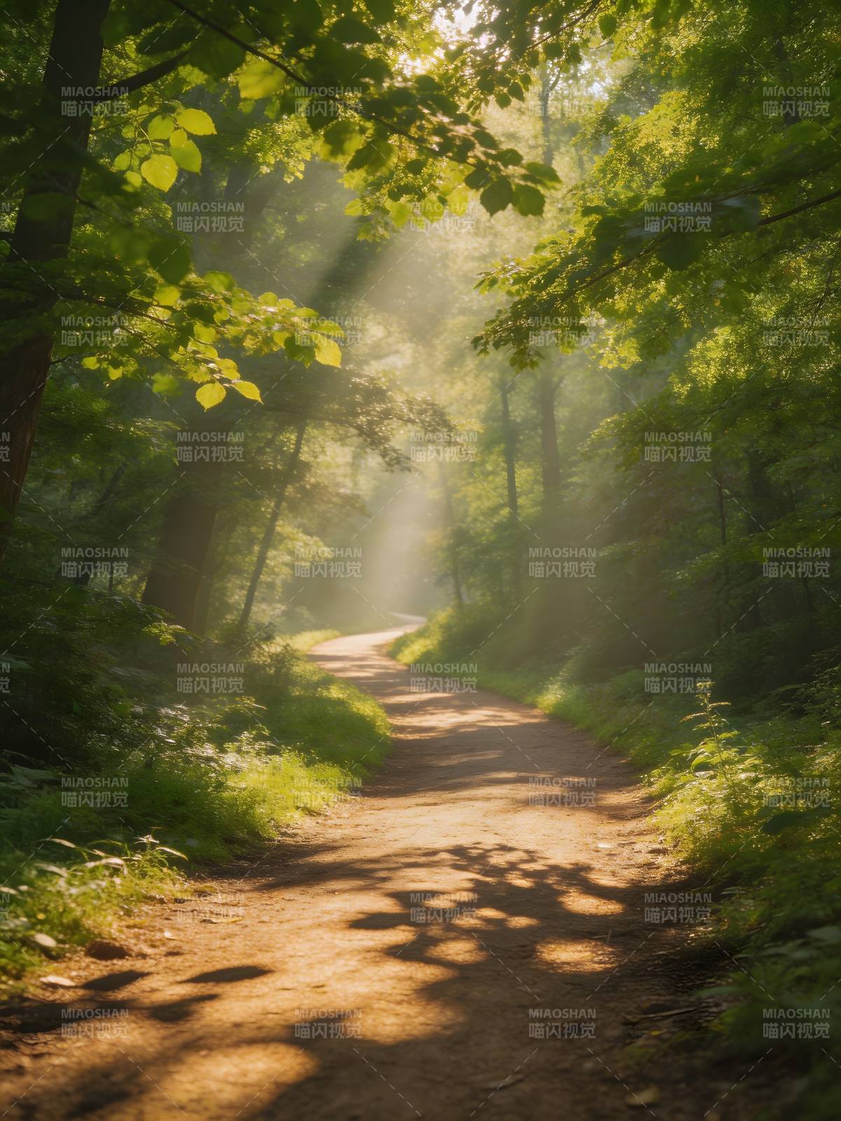 林间晨光小径图片