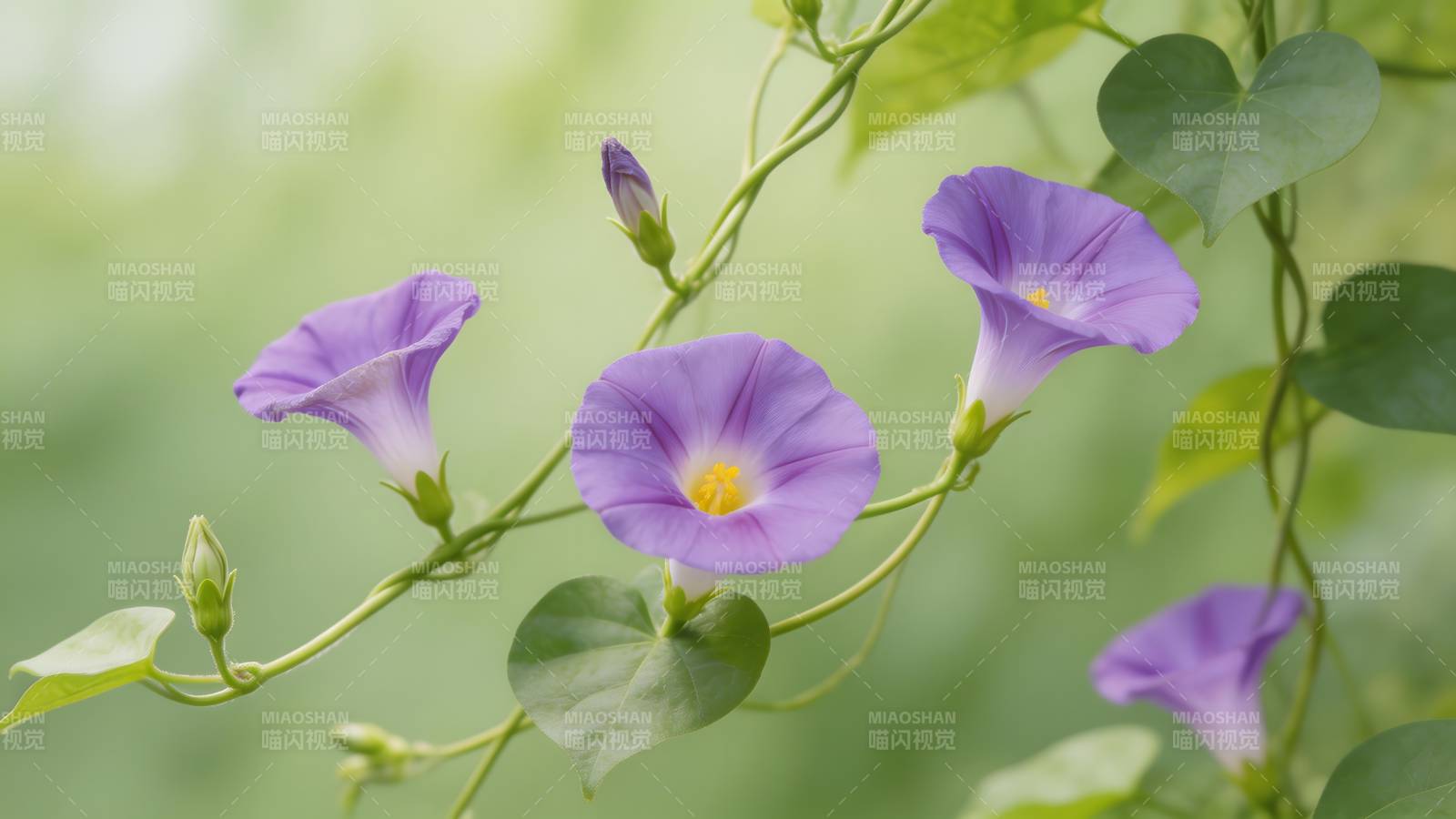 紫花藤蔓绽放图片