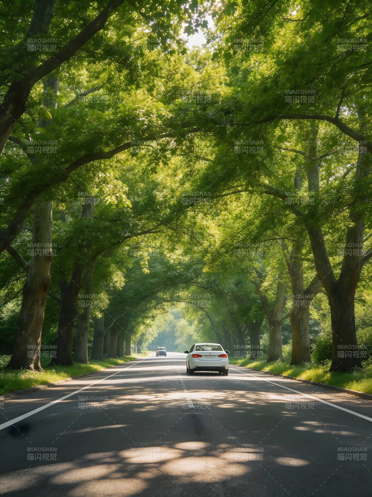 林荫大道上的行车图片