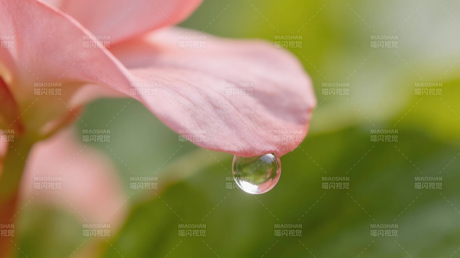 花瓣上的露珠图片