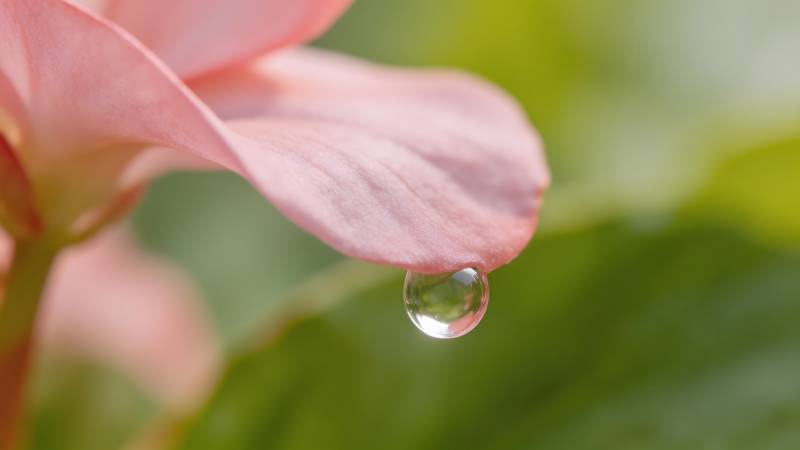 花瓣上的露珠图片