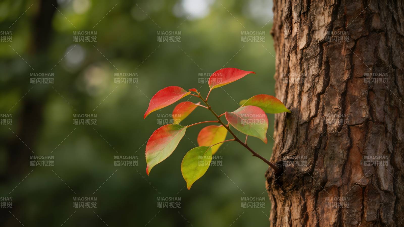 秋叶依树 静美自然图片