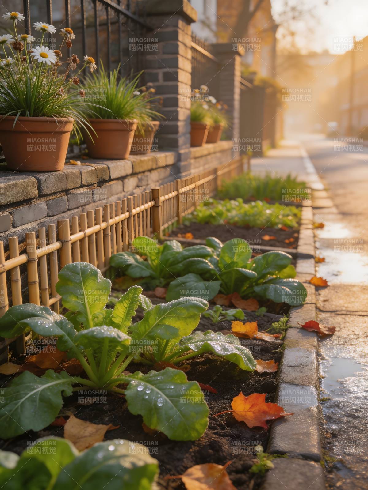 秋日街角菜园图片