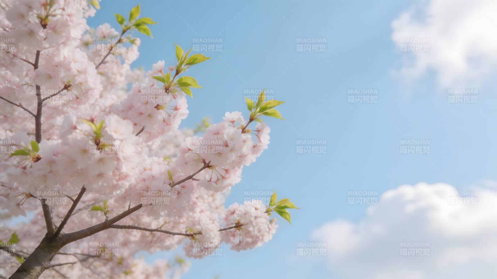 樱花绽放春日景图片