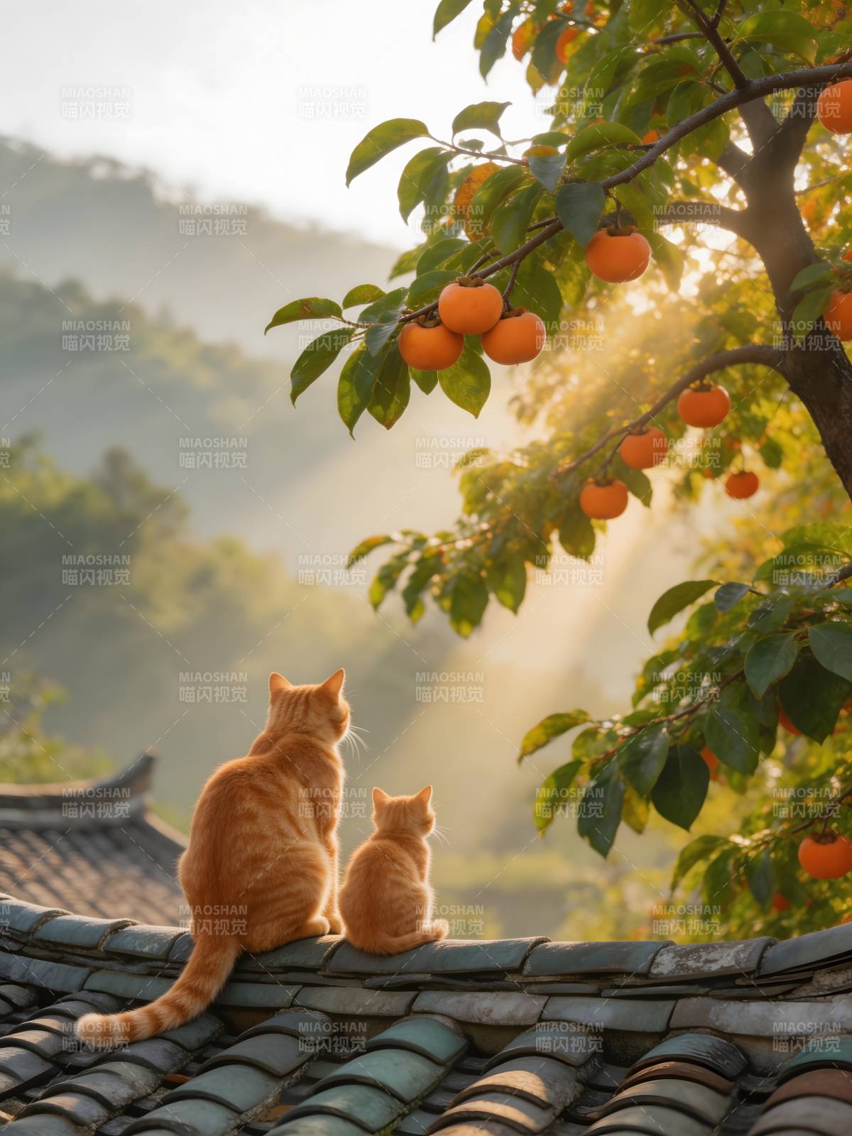 猫望柿树晨光图片