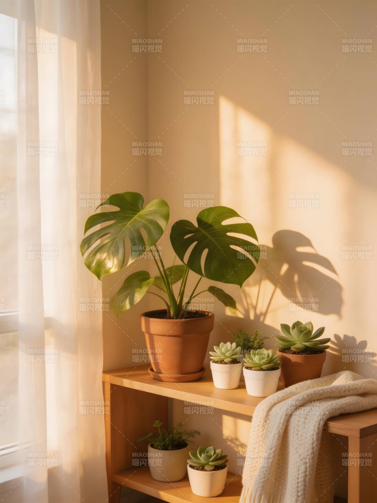 阳光下的绿植角落图片