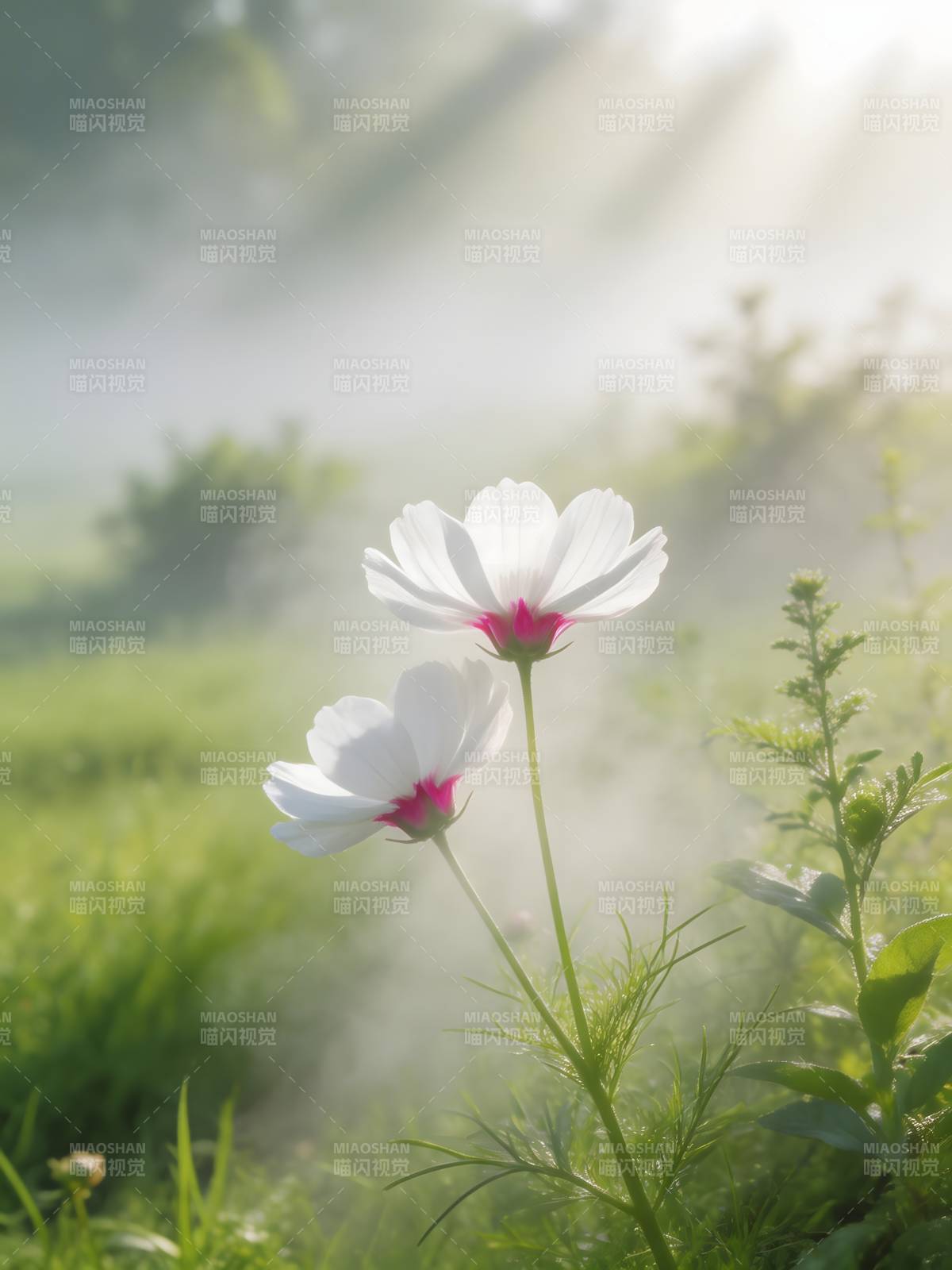 晨雾中的花图片