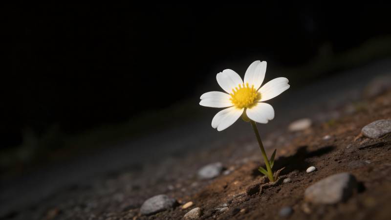 孤花独放夜色中图片