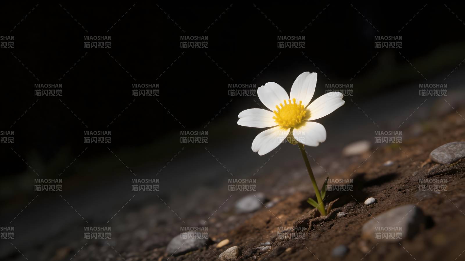 孤花独放夜色中图片