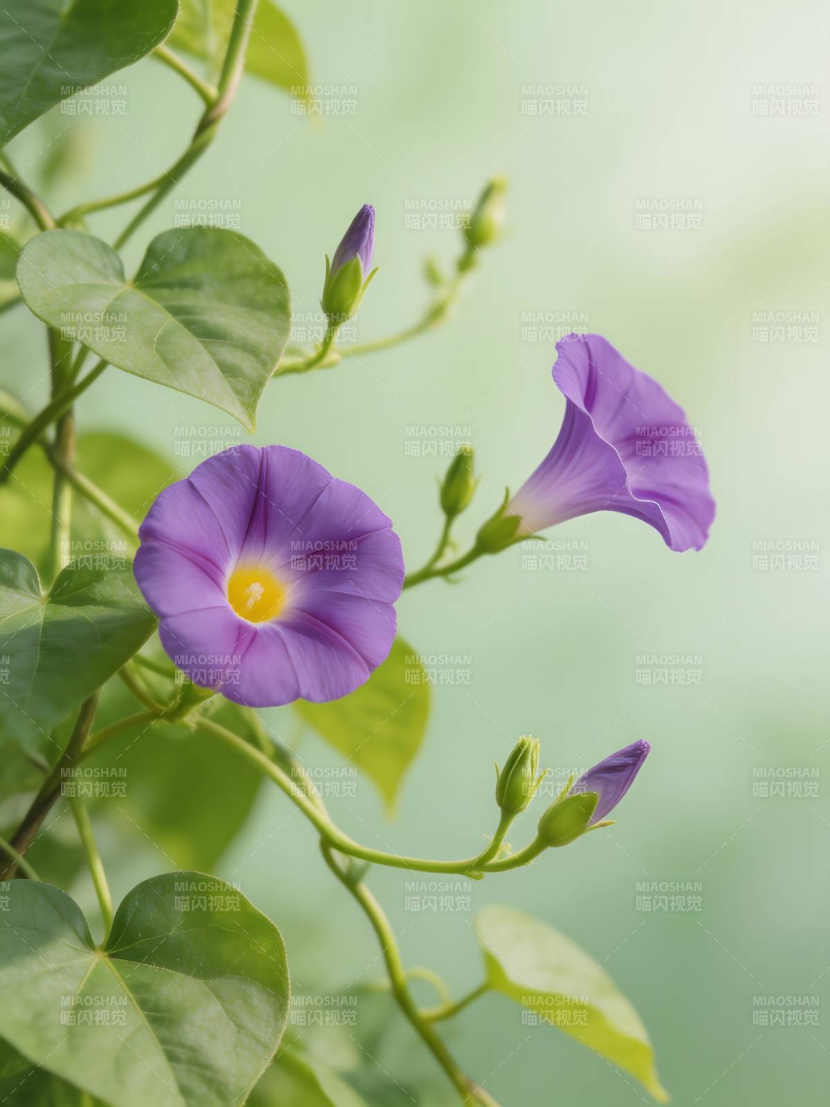 紫花绽放绿叶间图片