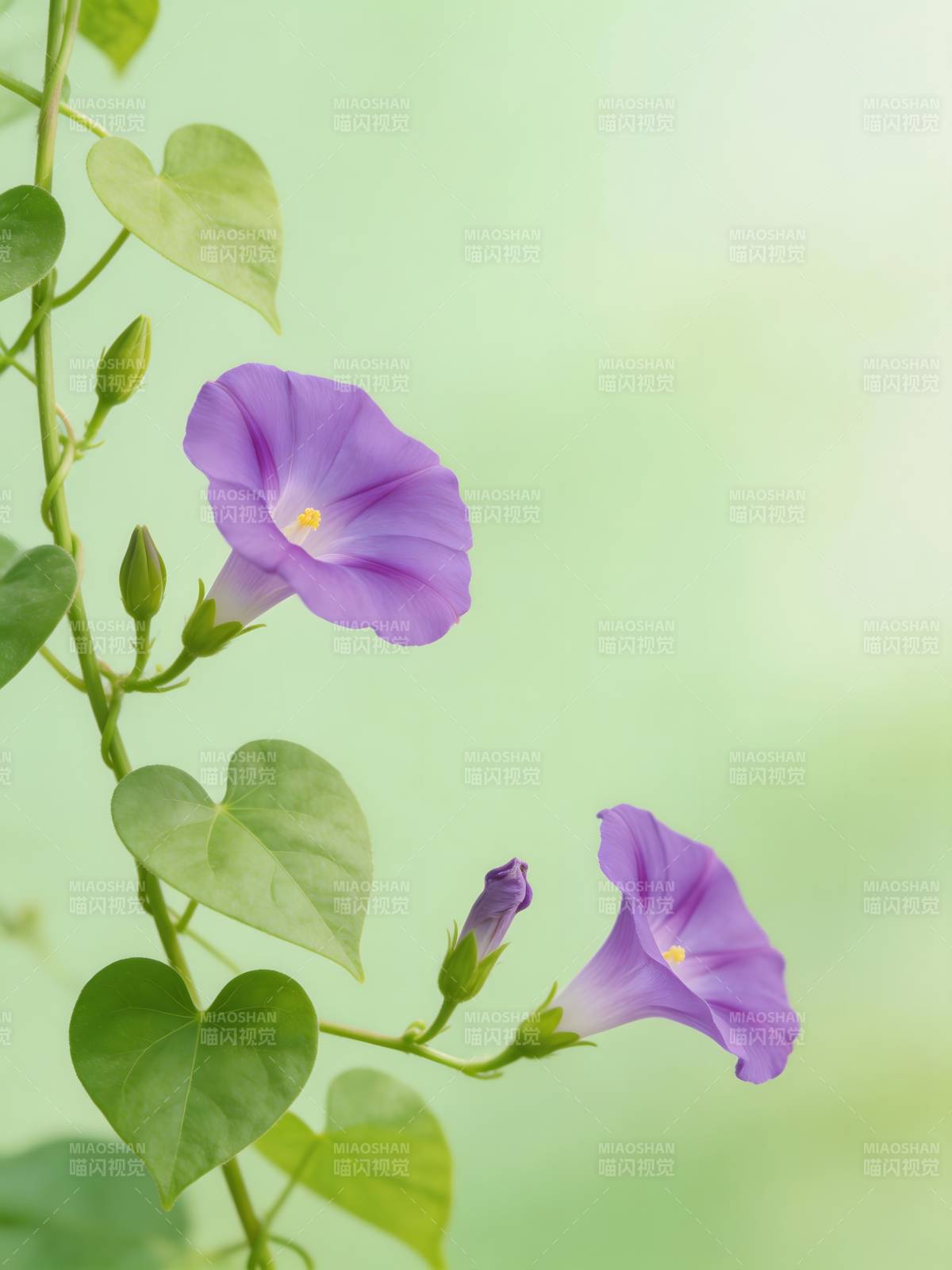 紫花藤蔓绽放图片