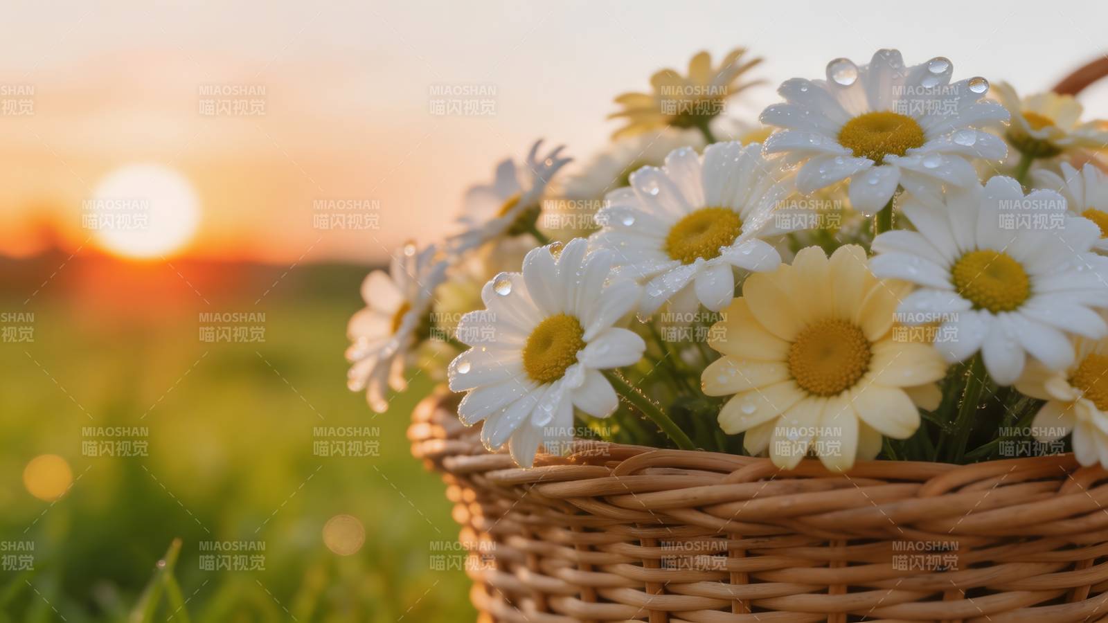 夕阳下的雏菊篮图片