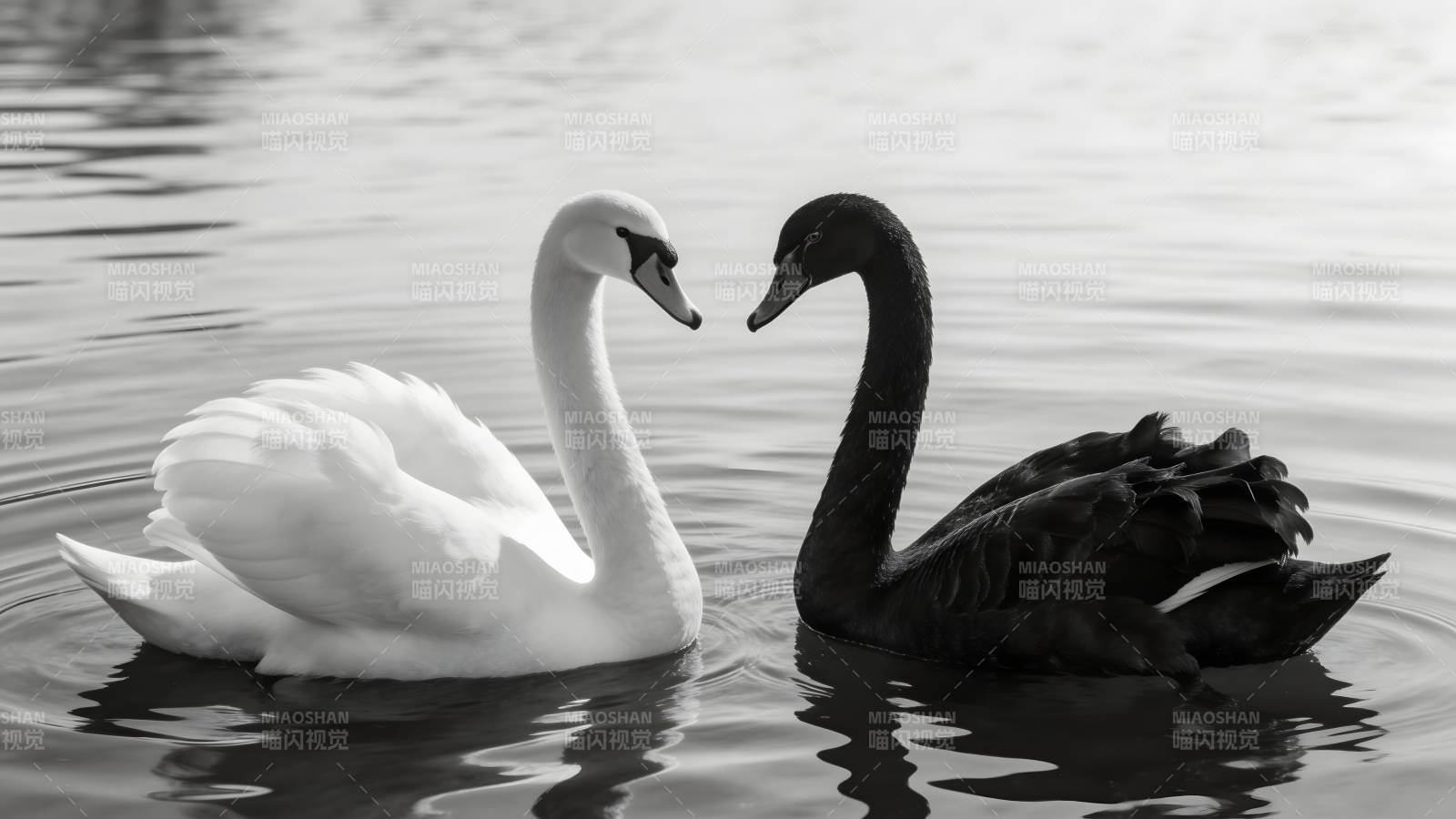 黑白天鹅相望图片
