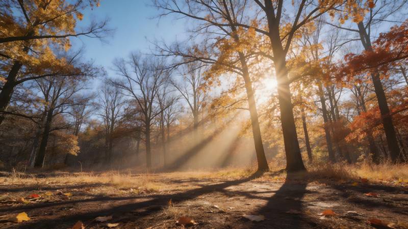秋日林间光影图片