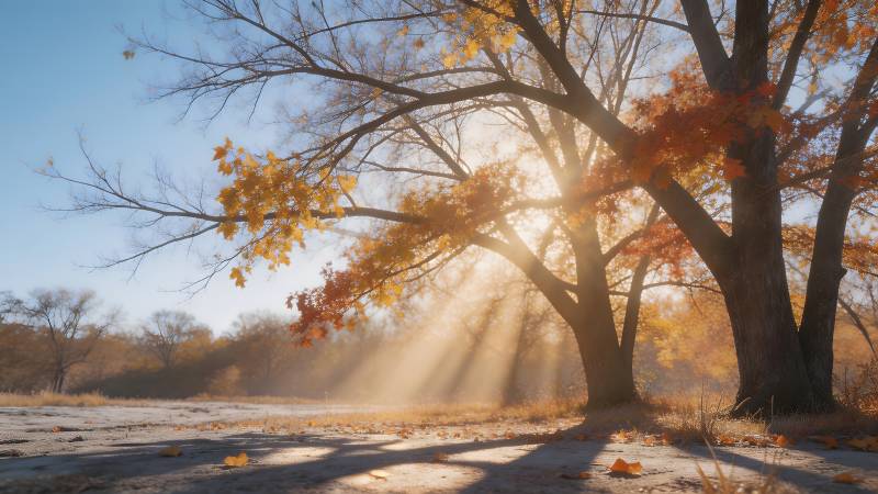 秋日树影斑驳图片