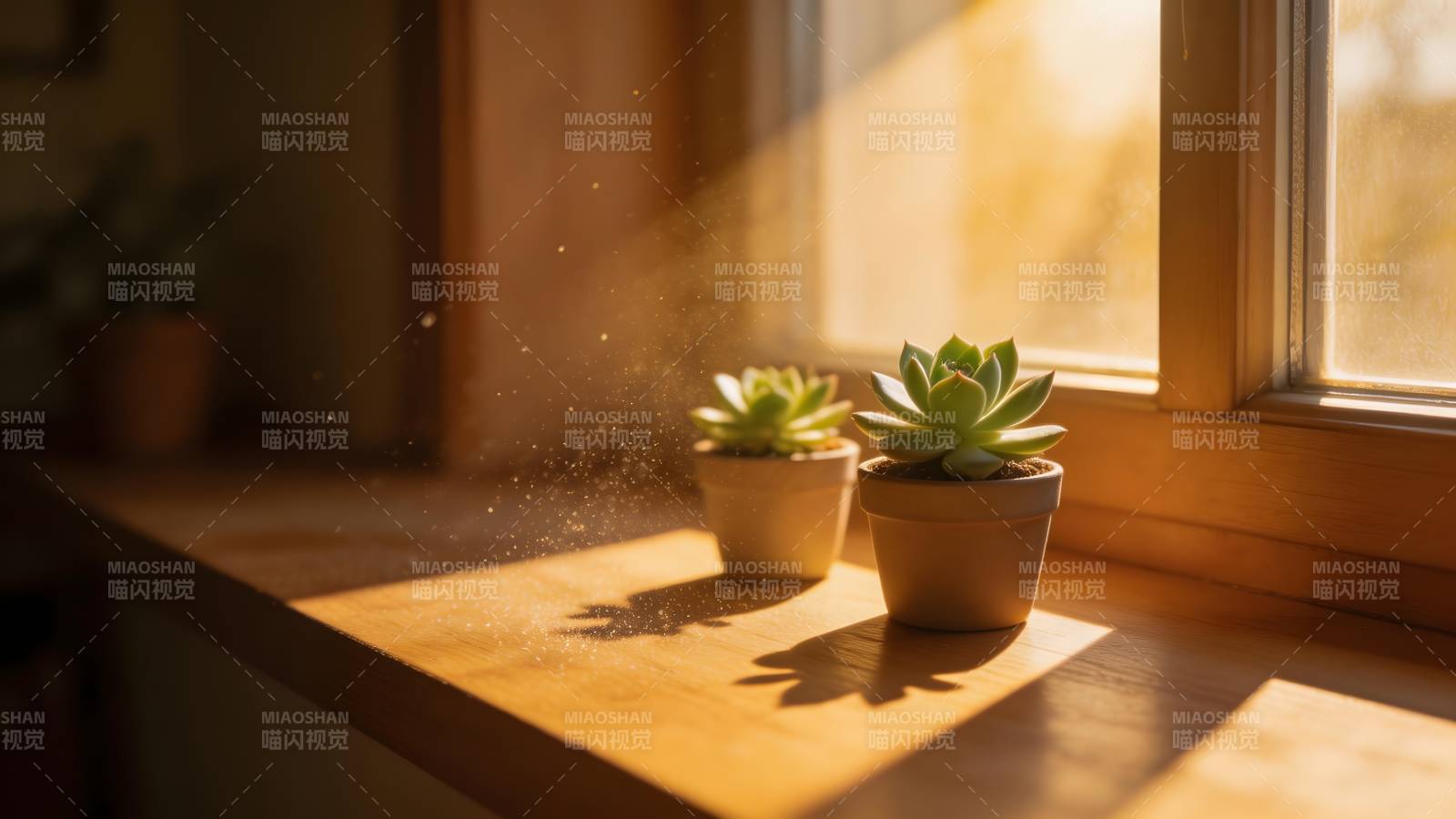 窗台上的多肉植物图片