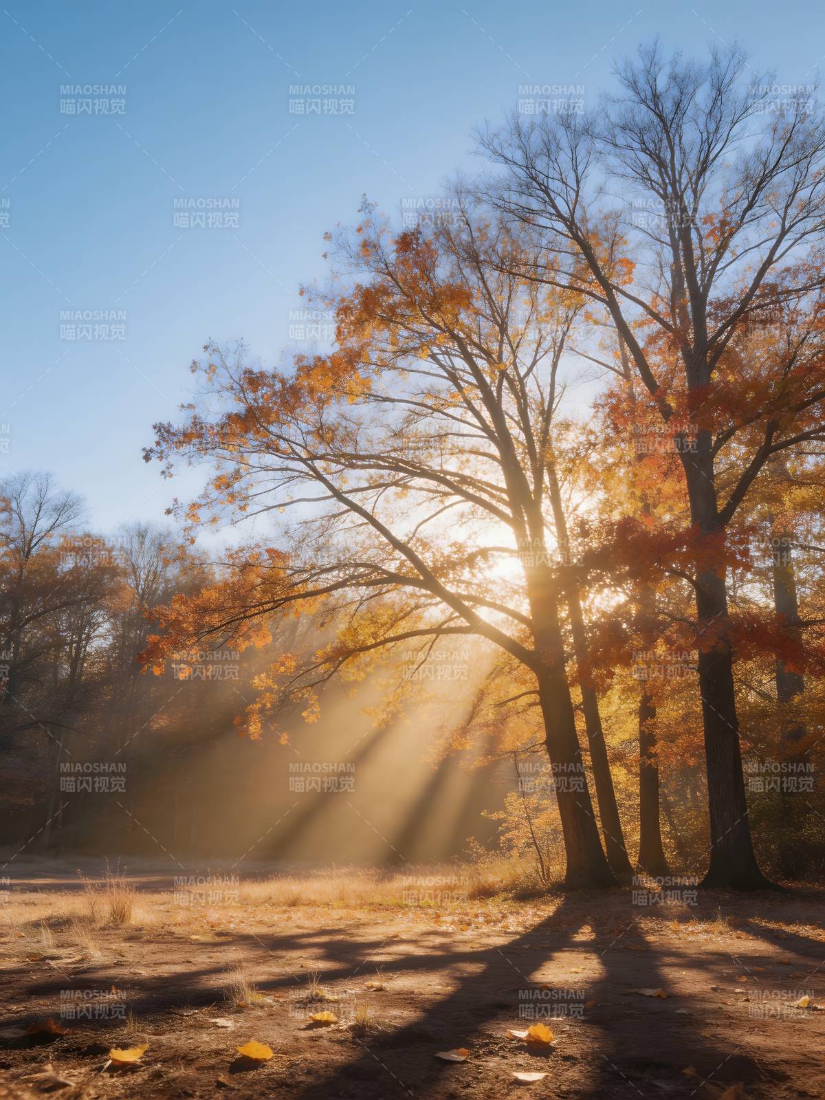 秋日林间光影图片