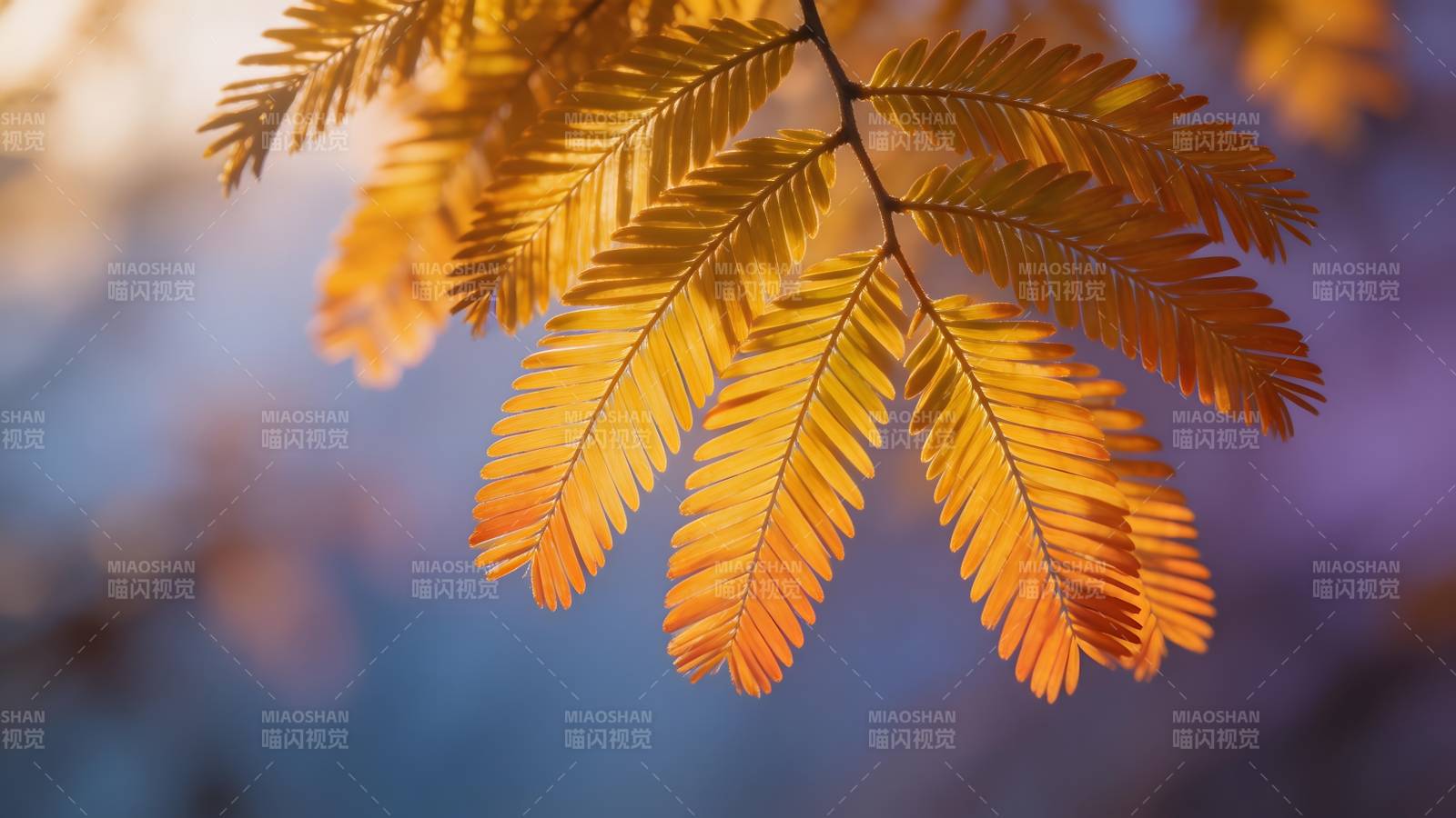 秋叶金黄 光影斑驳图片