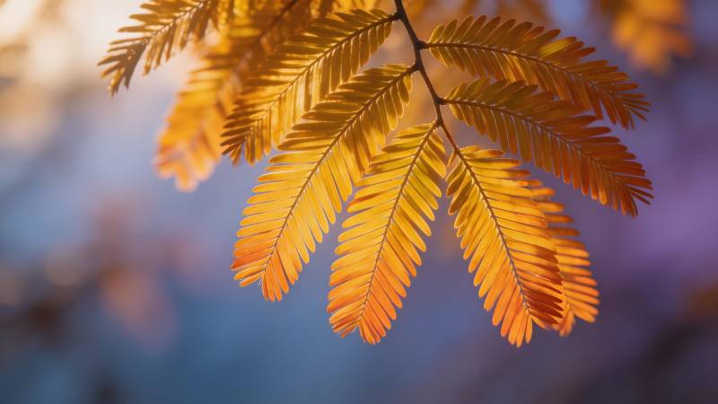 秋叶金黄 光影斑驳图片