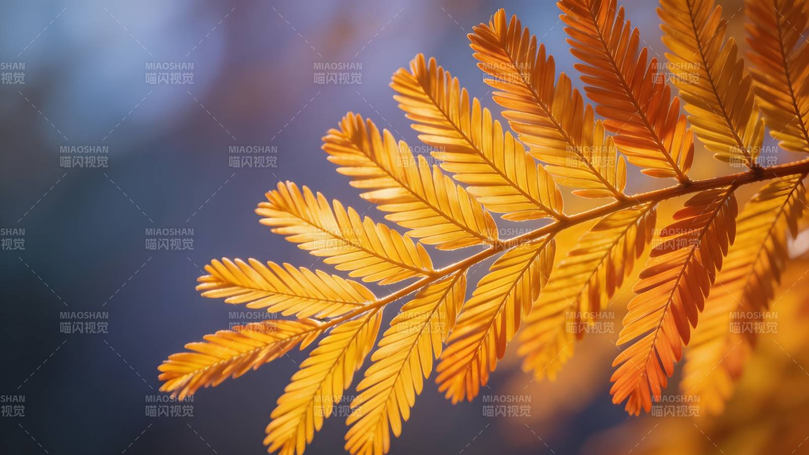 秋叶金黄 静美如诗图片