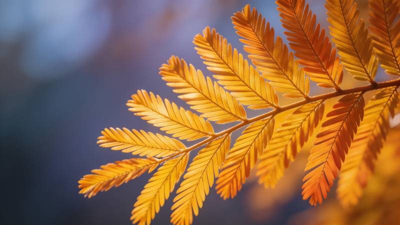 秋叶金黄 静美如诗图片