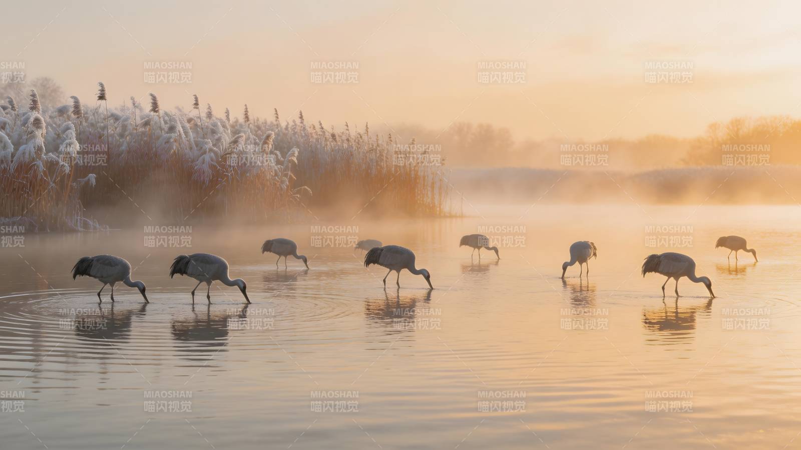 晨雾中的鸟群图片